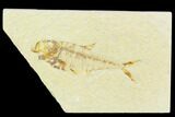 Fossil Fish (Diplomystus) - Green River Formation #126228-1